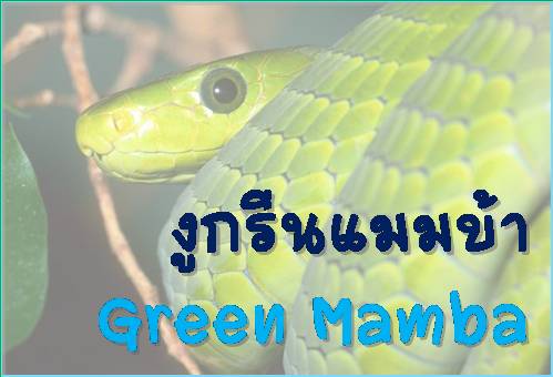  �١�չ������ (Green Mamba)  ���� 